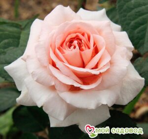 Роза чайно-гибридная  Амелия