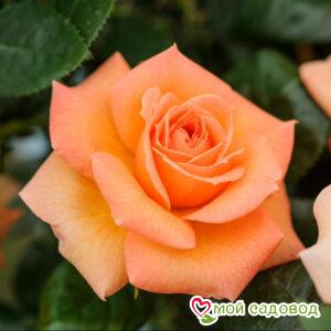 Роза чайно-гибридная Хай Буминг