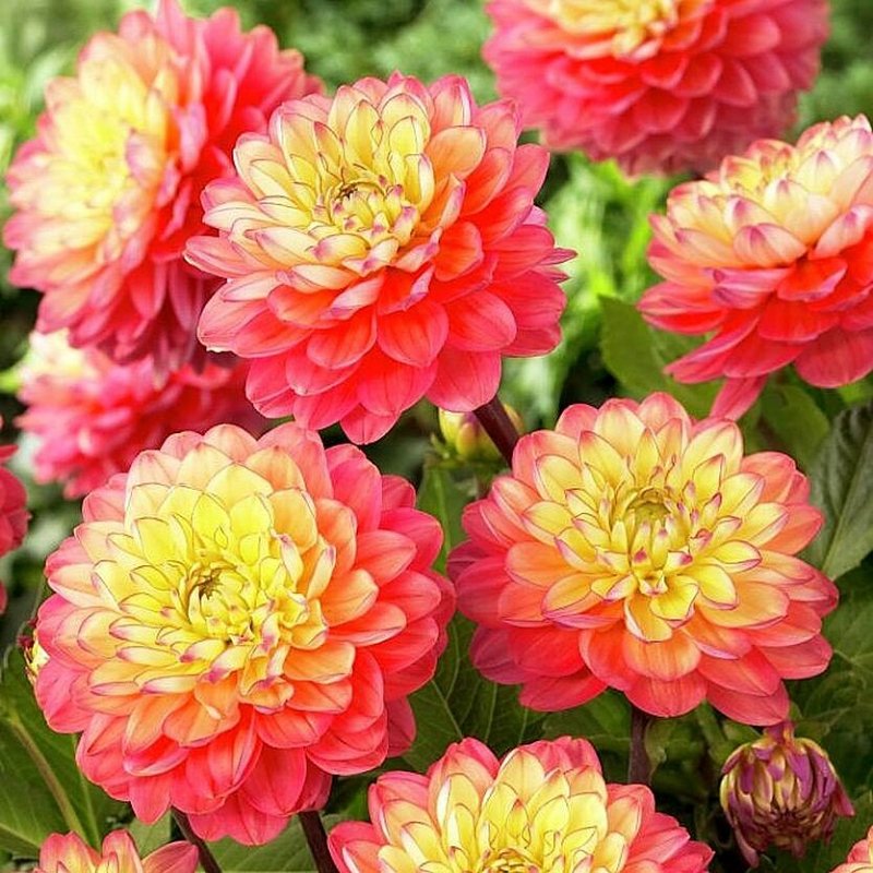 Георгина бордюрная Мелоди Аллегро (Melody Allegro)