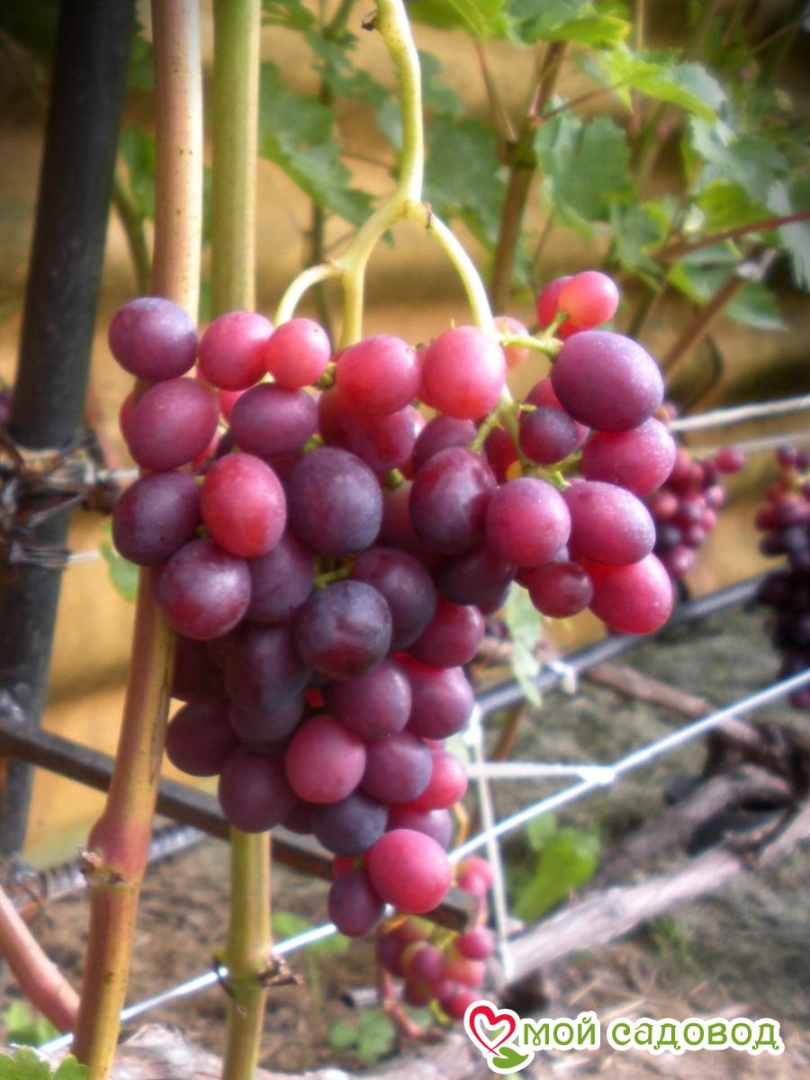 Виноград Покровский плодовый